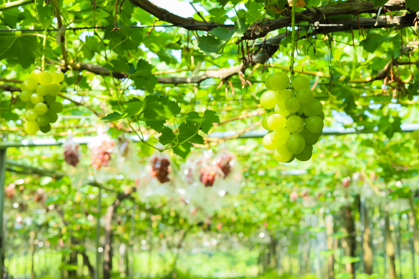 季節のぶどうセット