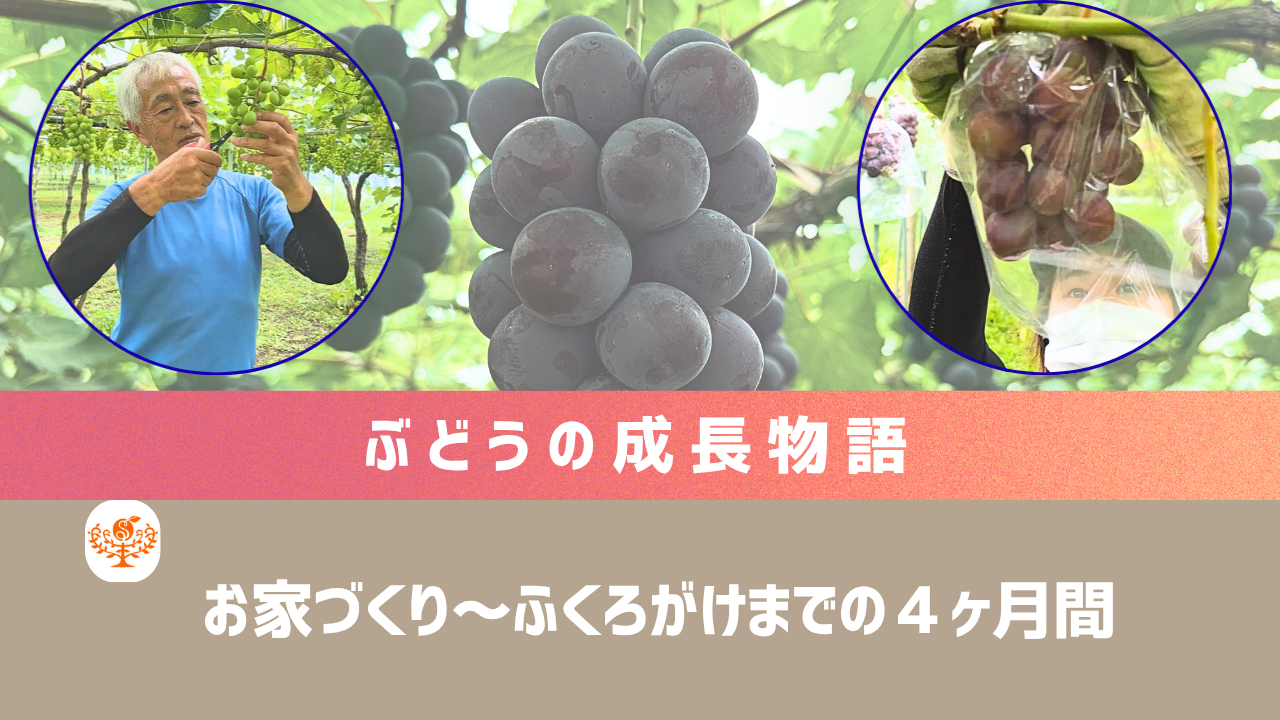 動画を読み込む: 