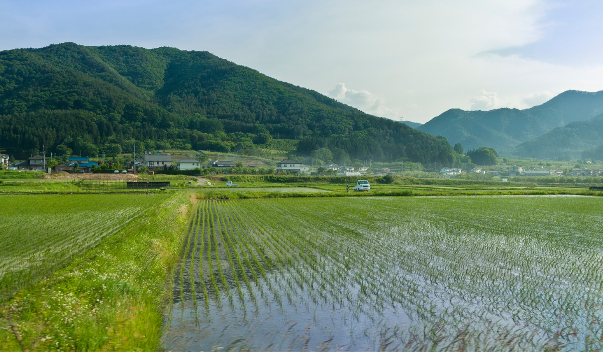 特別栽培米コシヒカリ(令和8年産)　精米10㎏(送料込み・一部地域除く)