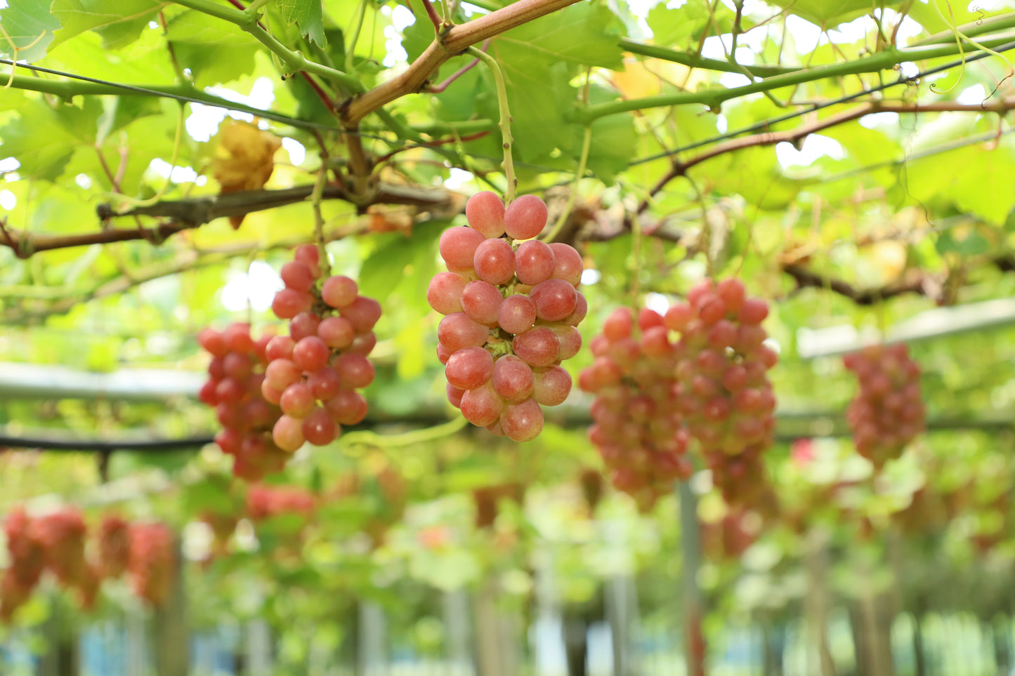 季節のぶどうセット（シャイン入り）8月下旬～(送料込・一部地域除く)