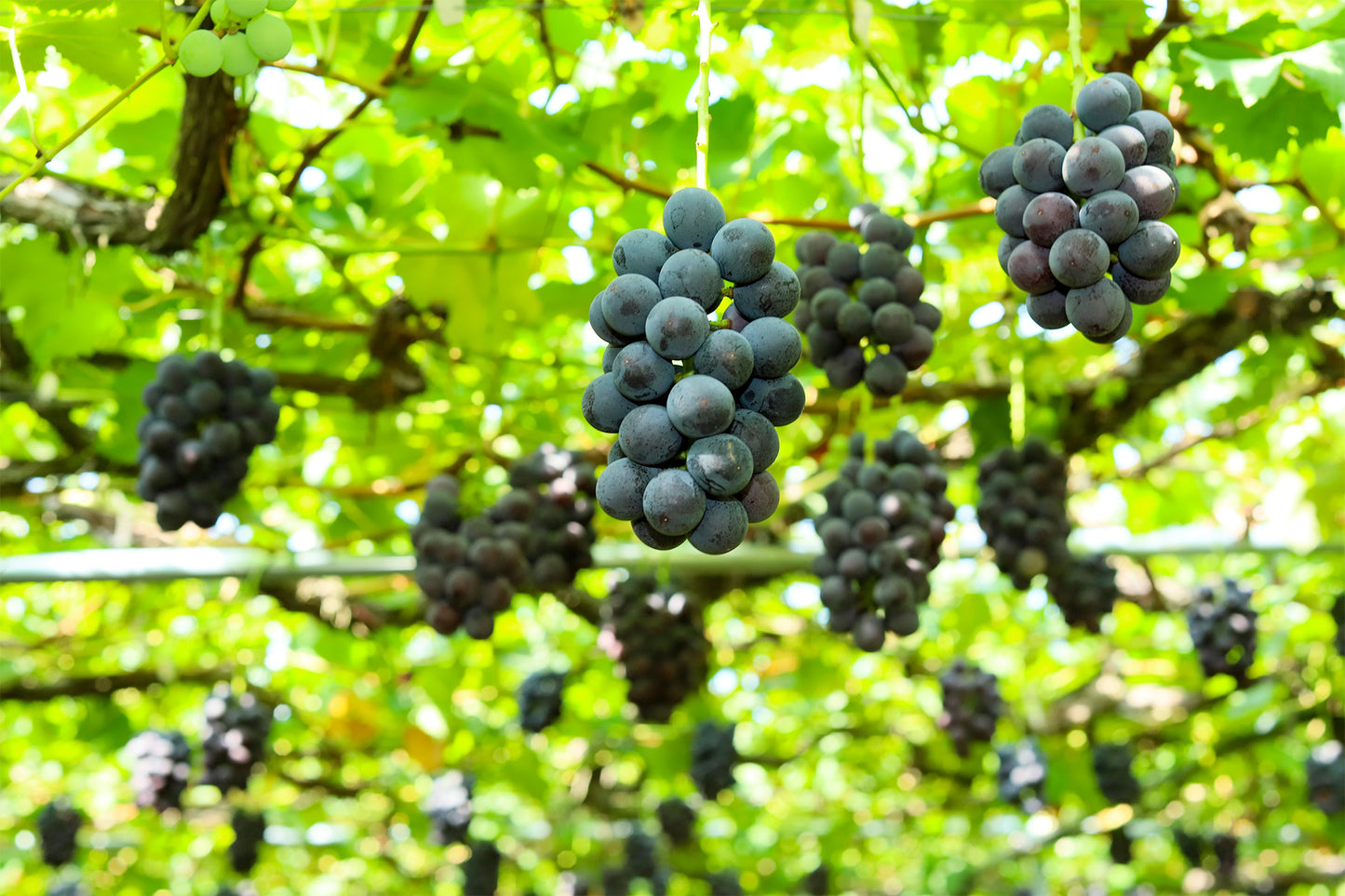 夏の果実だより 桃とぶどうの旬彩セット