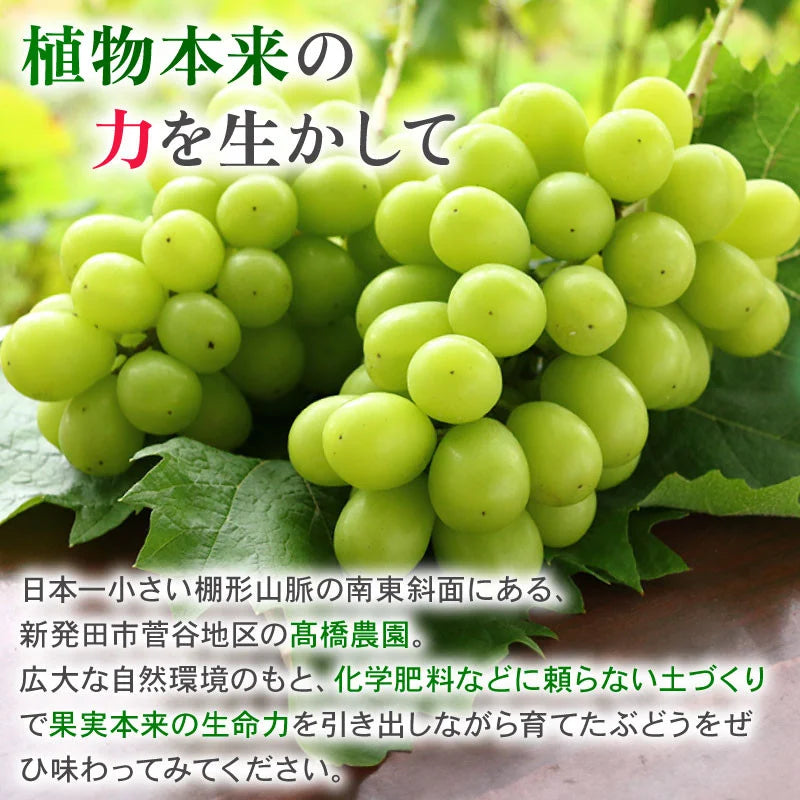 シャインマスカットセット